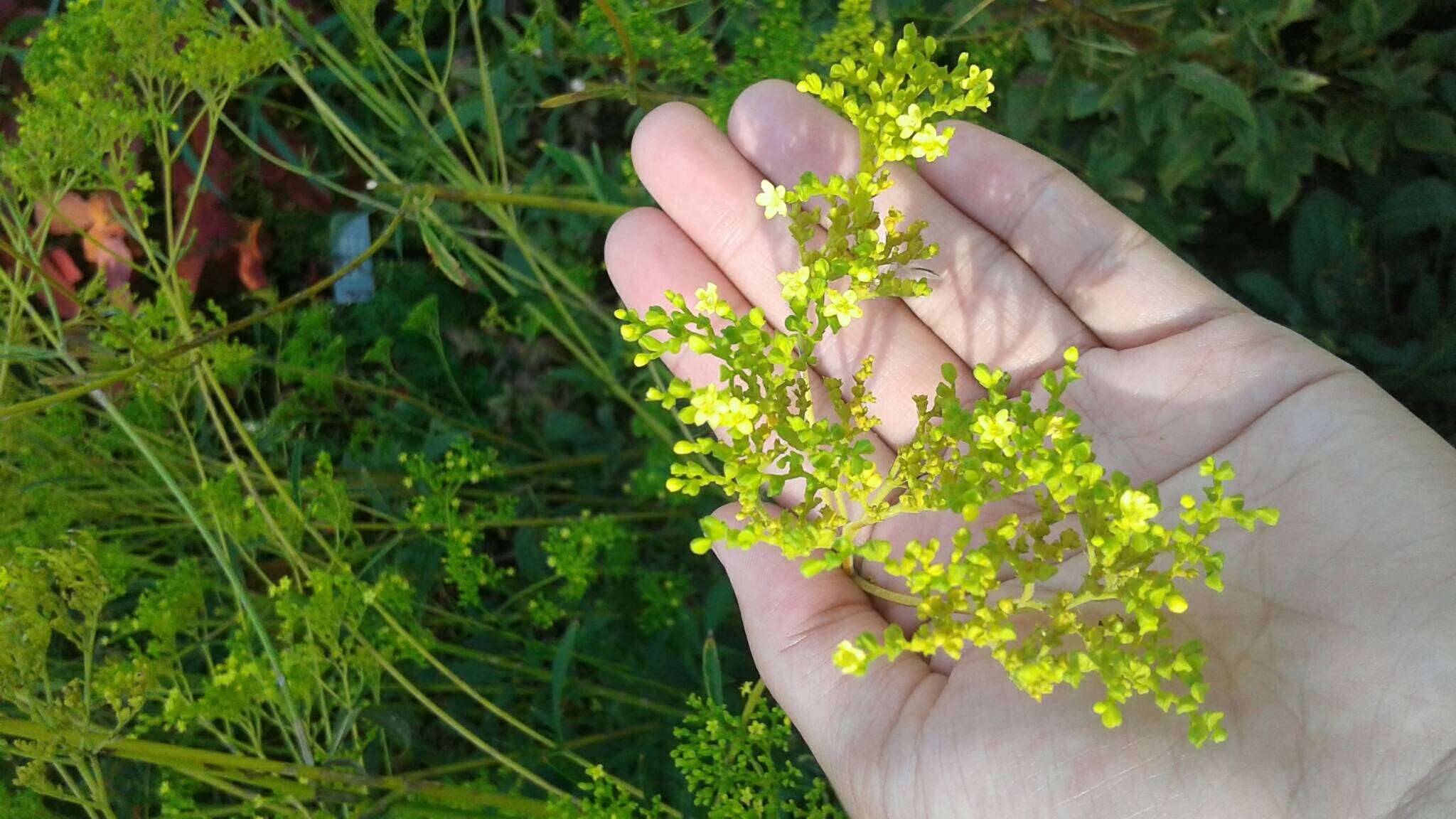 Image of Patrinia scabiosifolia Fisch. ex Trevir.