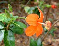 Image of Native Red Rose-Mallow