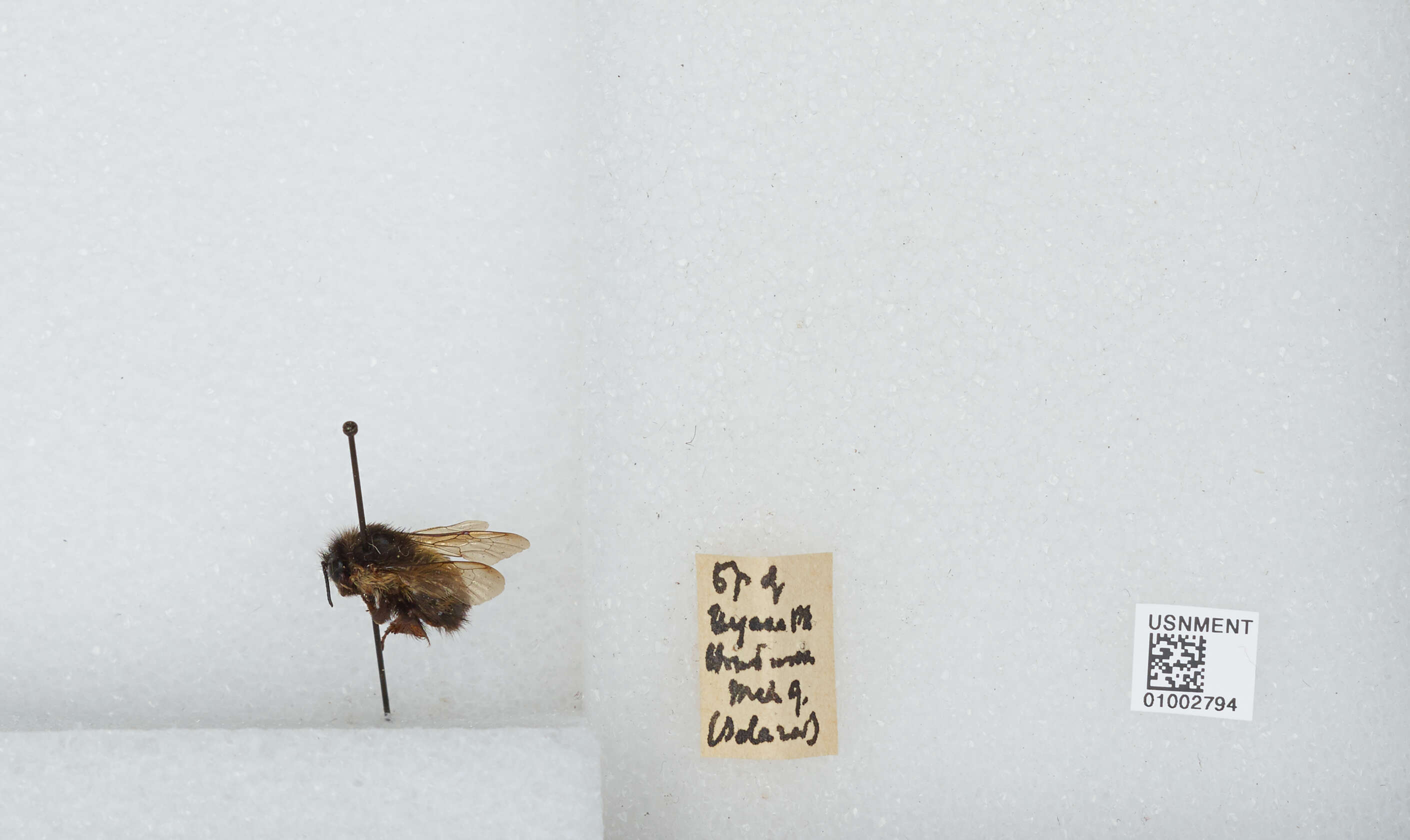 Bombus ephippiatus Say 1837 resmi