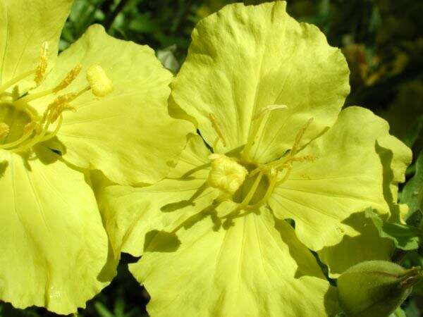 Imagem de Oenothera hartwegii subsp. pubescens (A. Gray) W. L. Wagner & Hoch