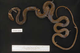 Image of Cantor's rat snake