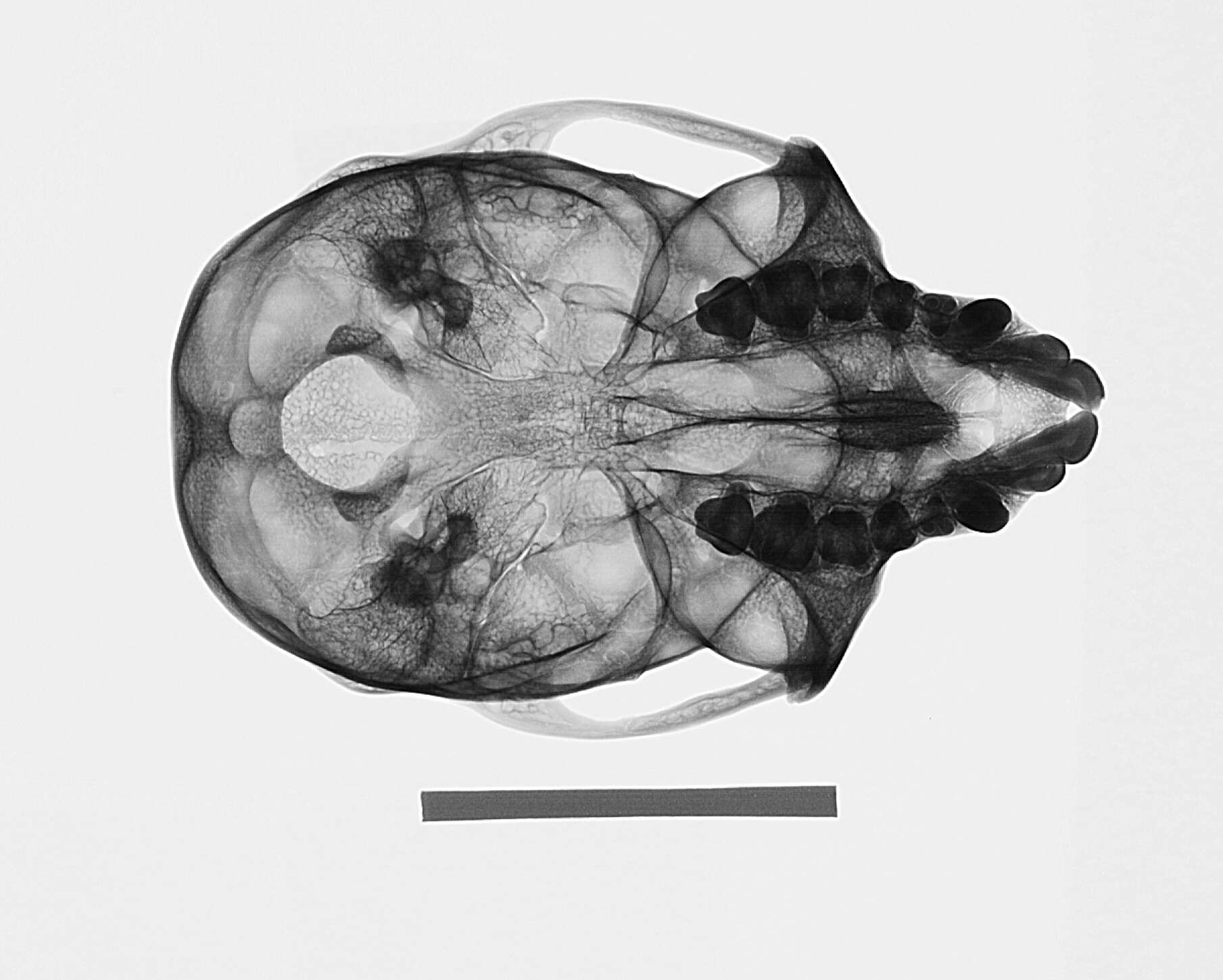 Image of Chlorocebus pygerythrus hilgerti (Neumann 1902)