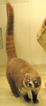 Image of Coati