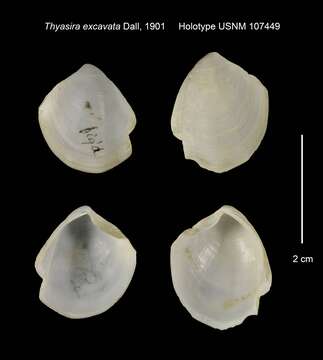 Image of Channelaxinus Valentich-Scott & Coan 2012