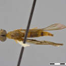 Image of Ptecticus aculeatus James 1952