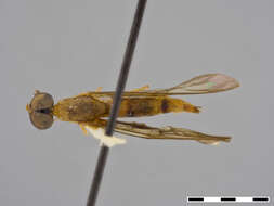 Image of Ptecticus aculeatus James 1952