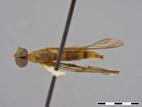 Image of Ptecticus aculeatus James 1952