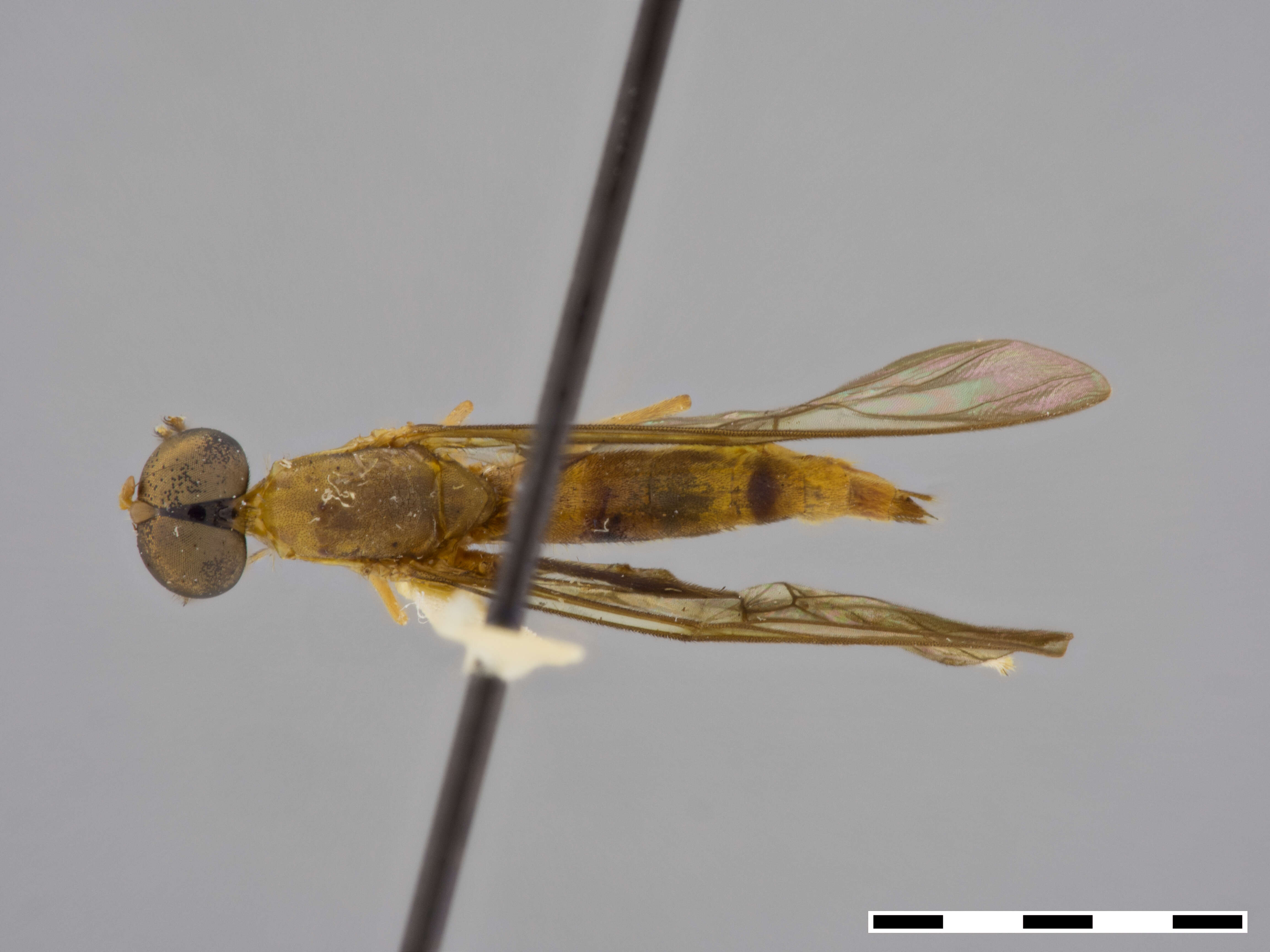 Image of Ptecticus aculeatus James 1952