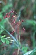 Image of Large-Glume Blue Grass