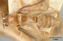 Image of Pseudolasius mayri elisae Forel 1913