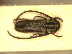 Image of Amphicnaeia lepida Melzer 1933