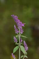 Image of Salvia purpurea Cav.