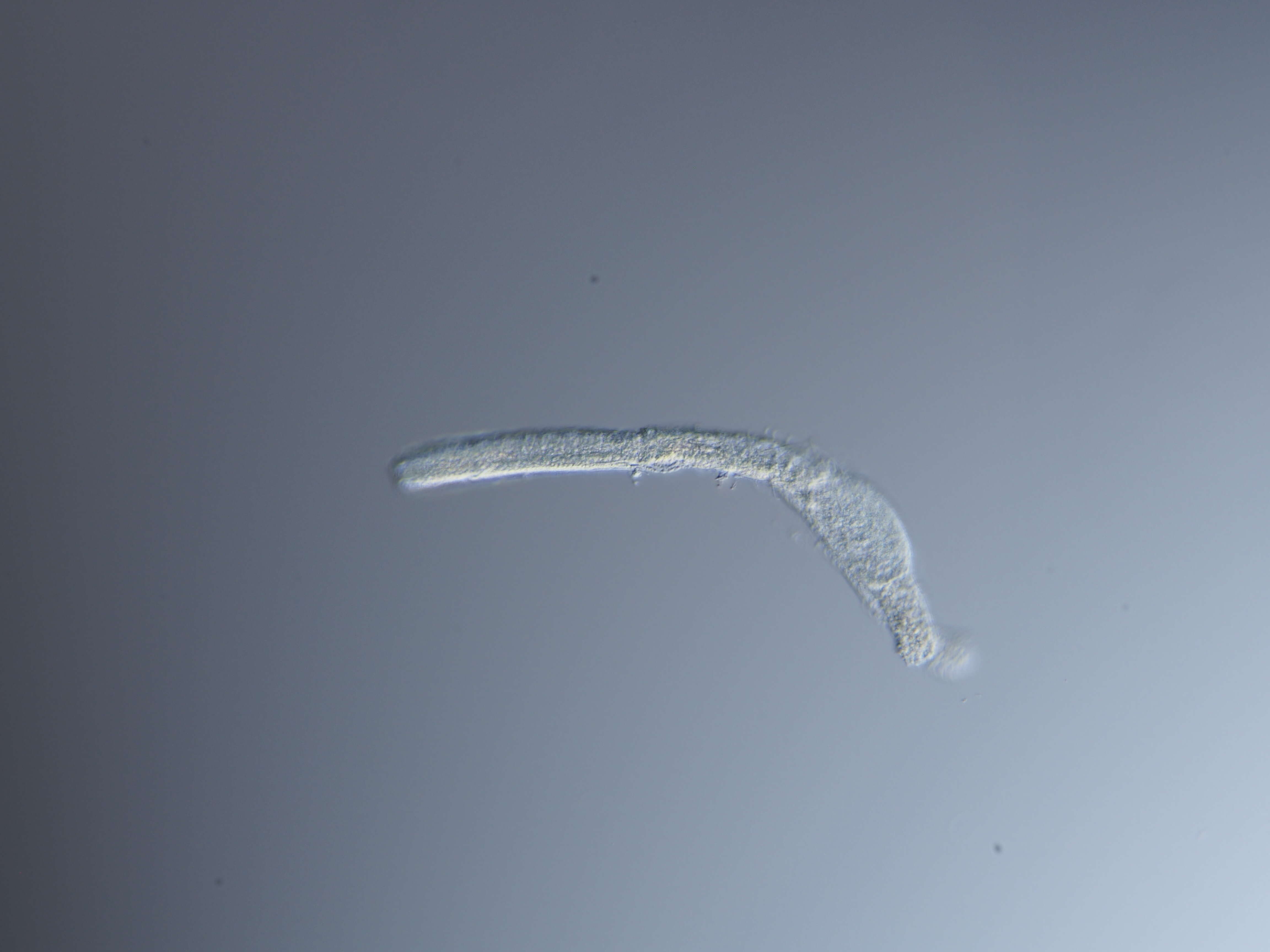 Image of Cephalodasys interinsularis Kieneke, Schmidt-Rhaesa & Hochberg 2015