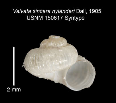 Image of <i>Valvata sincera nylanderi</i> Dall 1905