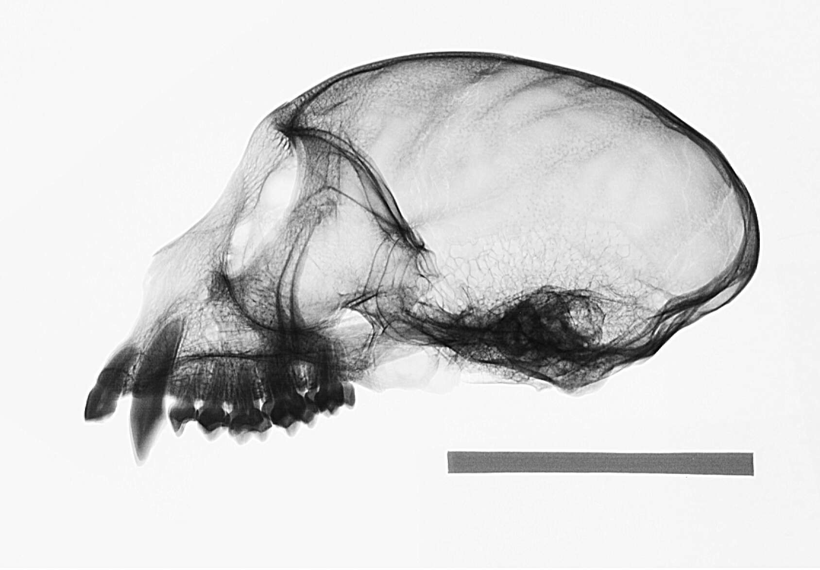 Image of Cercopithecus mitis kolbi Neumann 1902