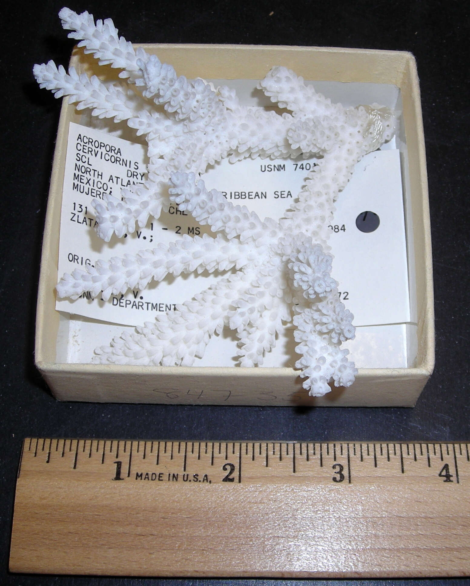 Image of Staghorn Coral