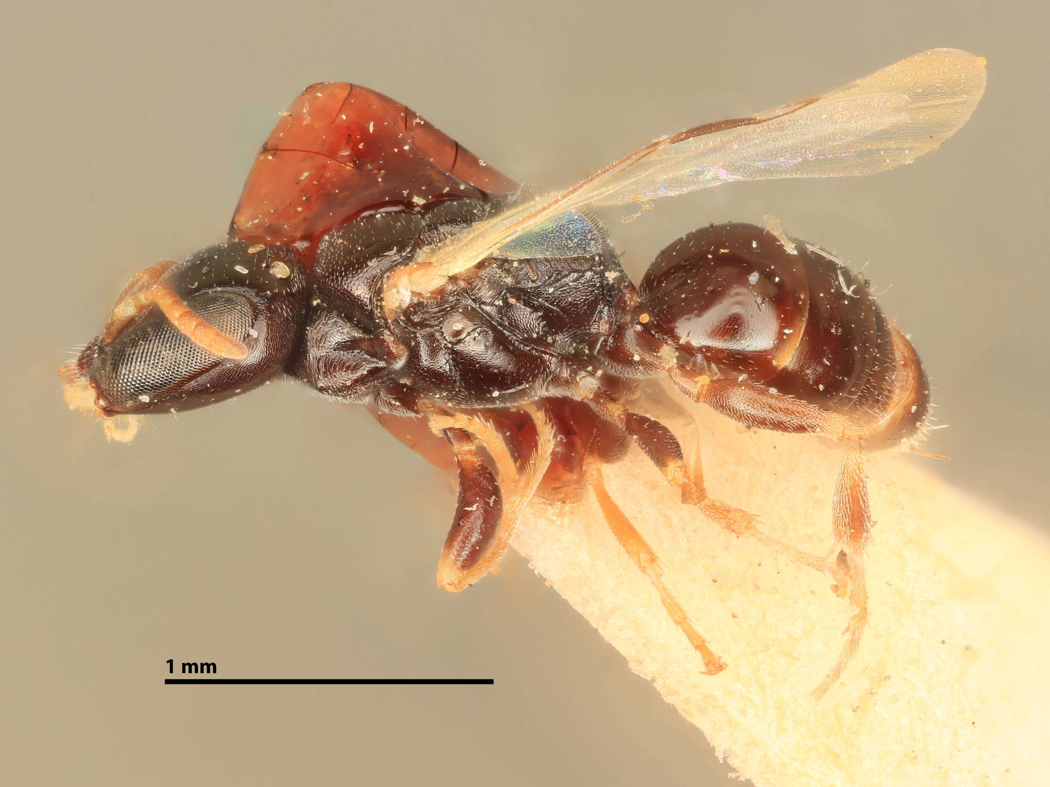 Image of Ammoplanops cockerelli (Ashmead 1903)