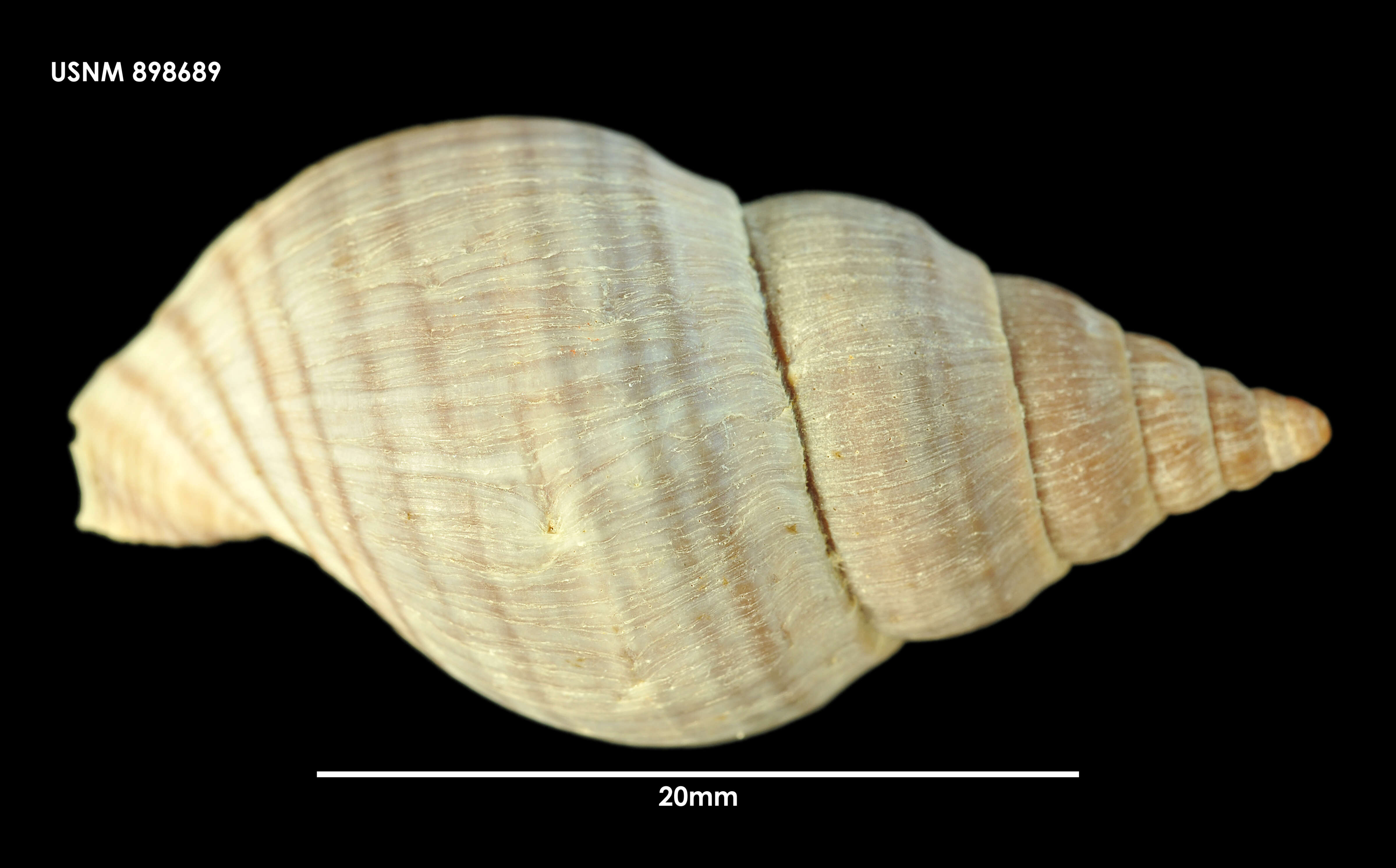 Image of Buccinulum pertinax pertinax