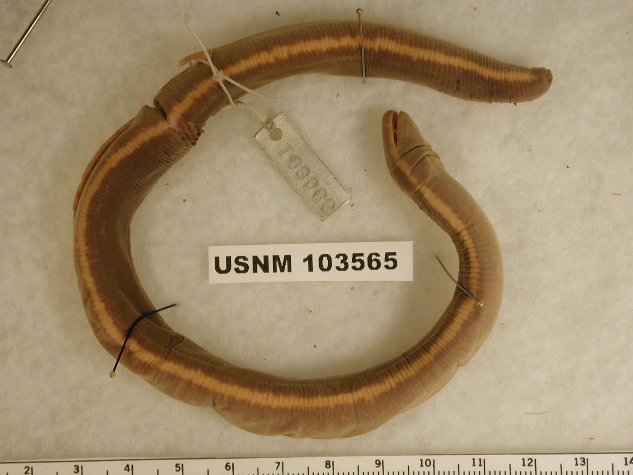 Image of Siantar Caecilian