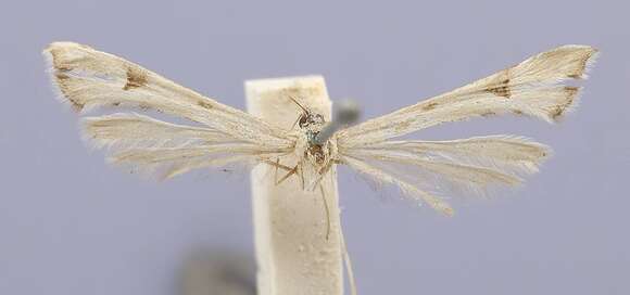 Paraplatyptilia fragilis (Walsingham 1880) resmi