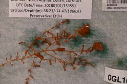 صورة Platyctenidae