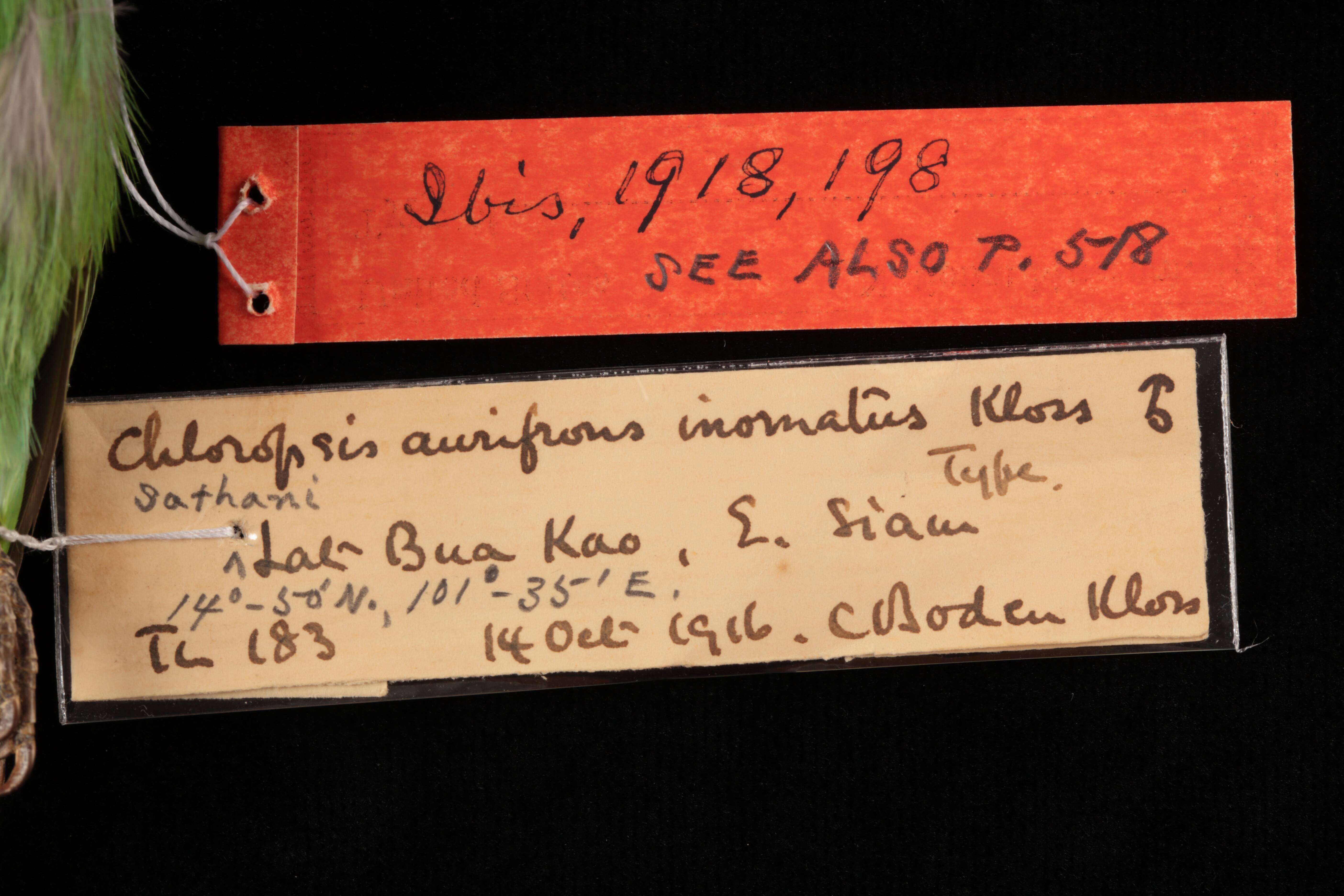 Sivun Chloropsis aurifrons inornata Kloss 1918 kuva