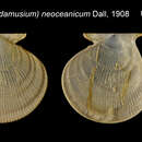 Image of Hyalopecten neoceanicus (Dall 1908)