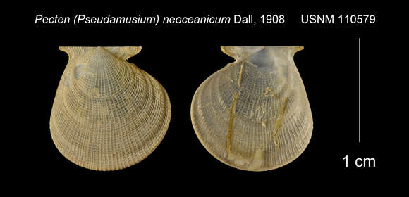 Imagem de Hyalopecten neoceanicus (Dall 1908)