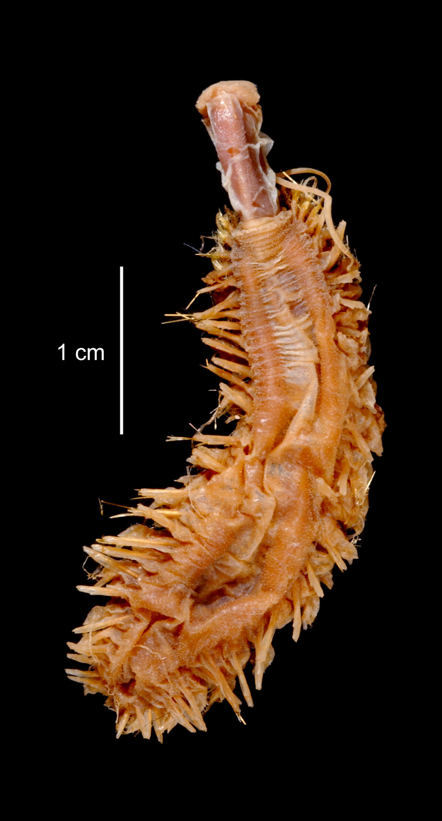 Laetmonice filicornis benthaliana McIntosh 1885 resmi