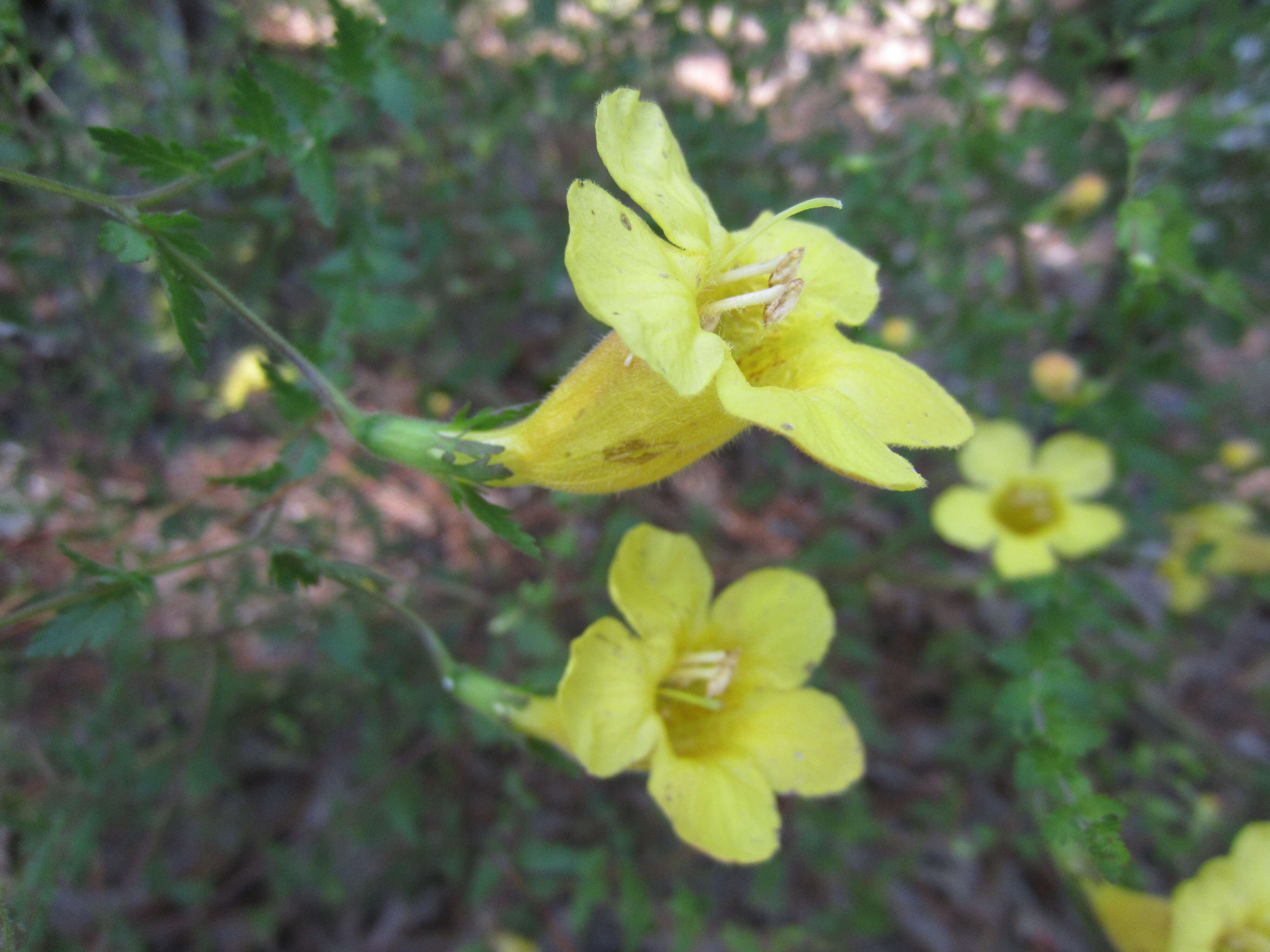 Image of fernleaf yellow false foxglove