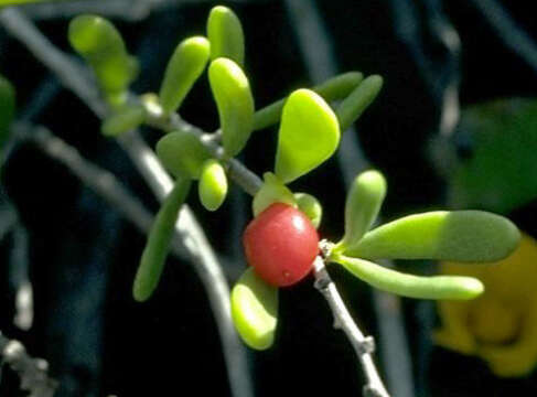 Image of Hawaii Desert-Thorn