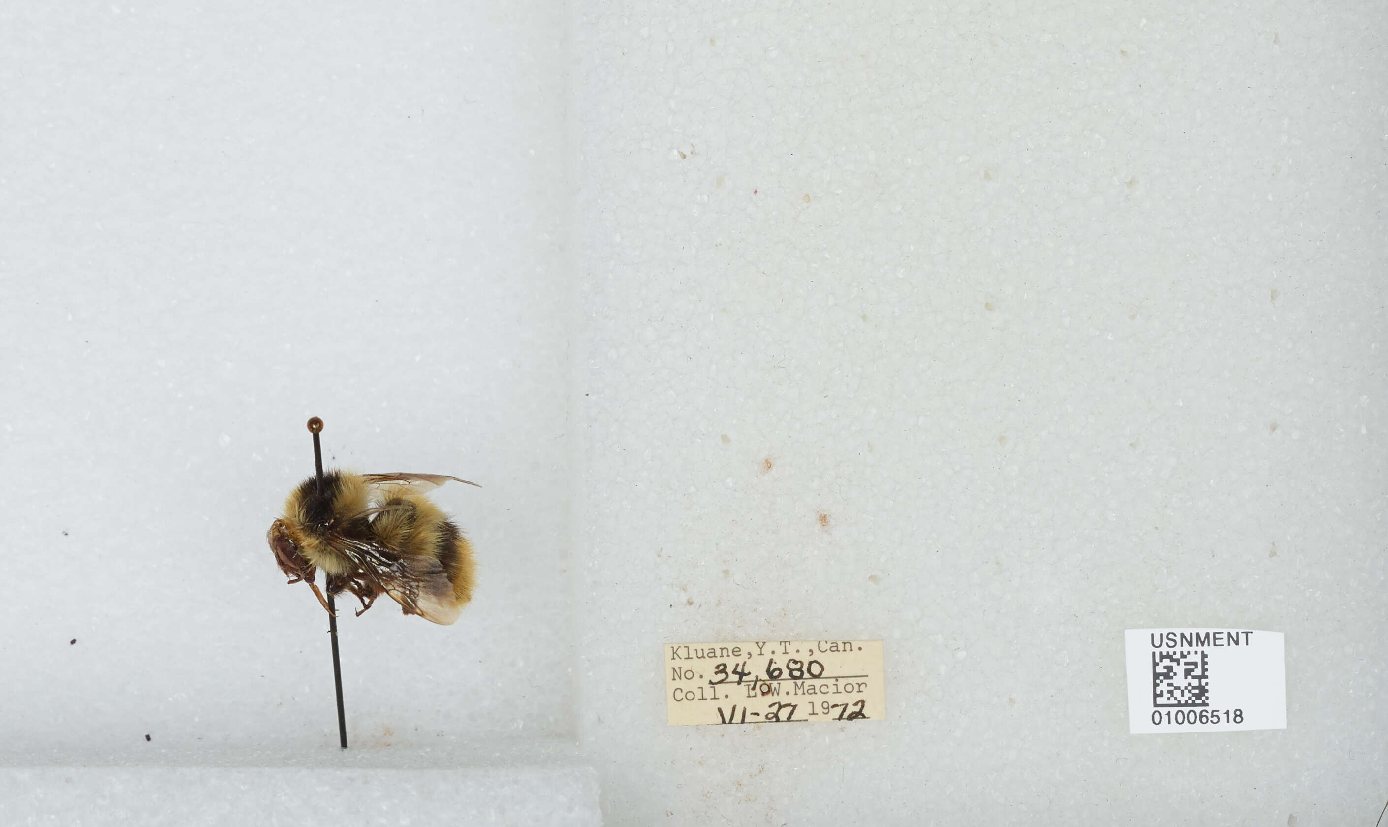 Image of Frigid Bumble Bee