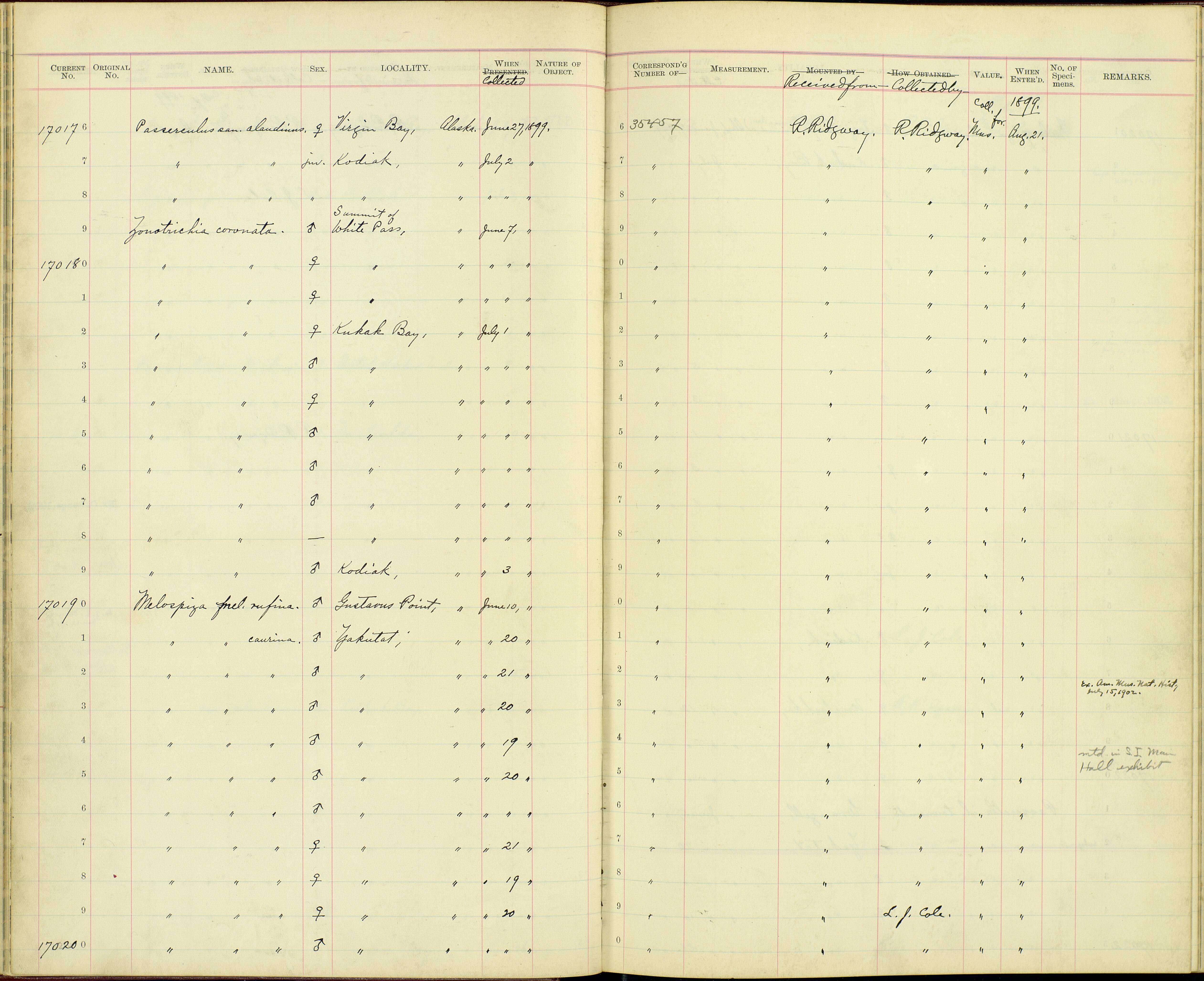 Melospiza melodia caurina Ridgway 1899 resmi