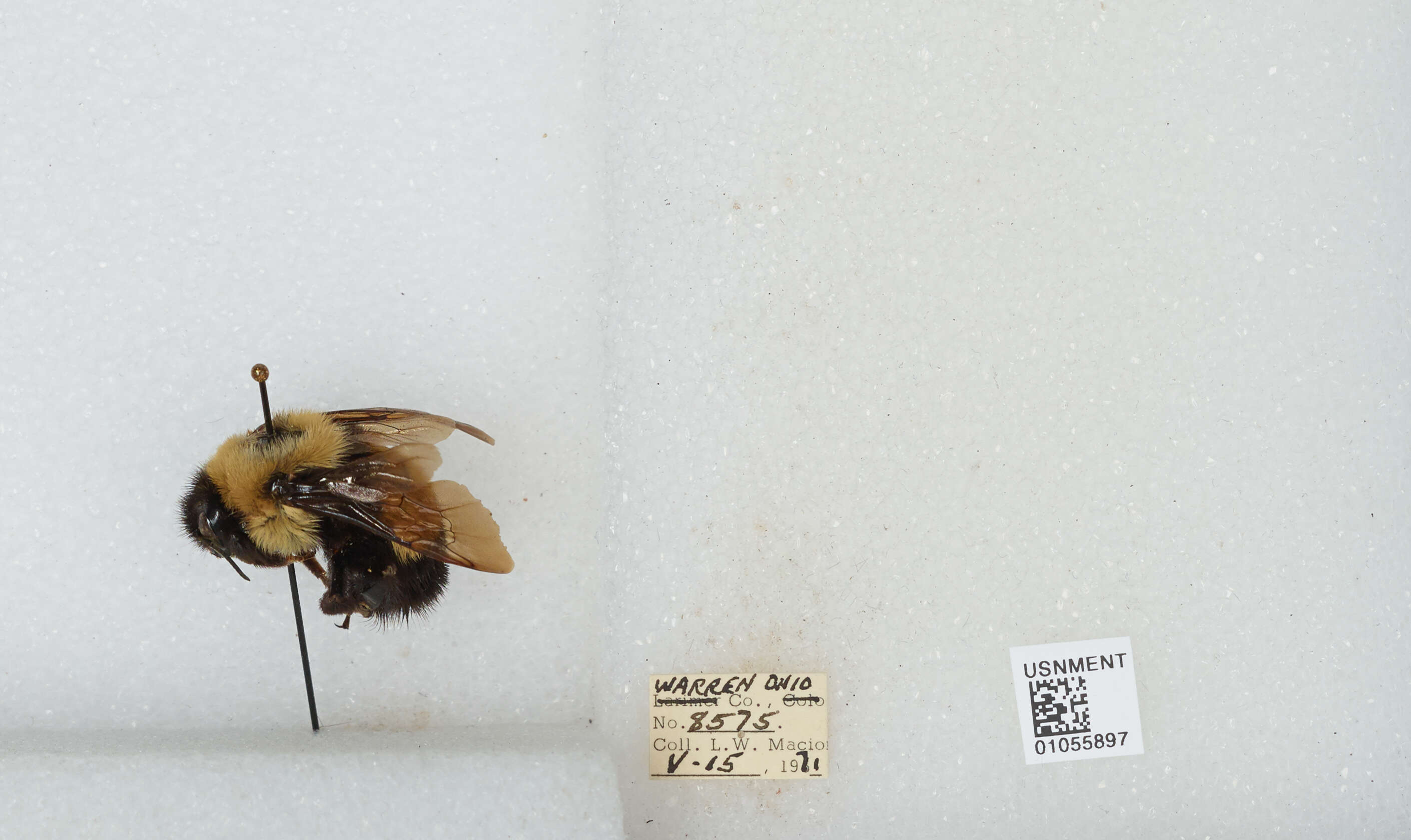 Слика од Bombus affinis Cresson 1864