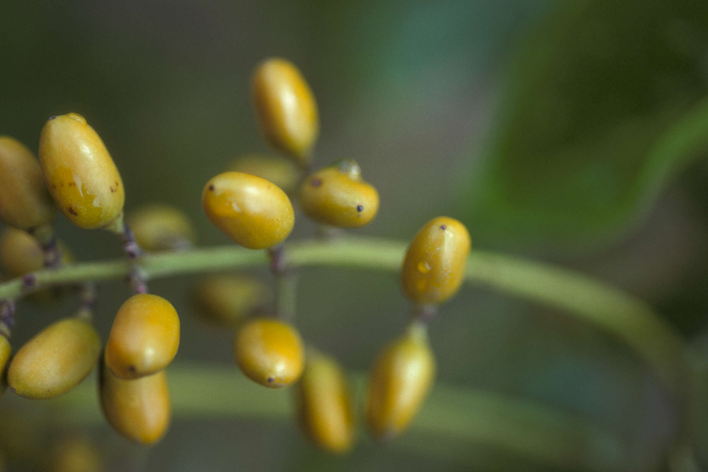 Image of Florida poisontree