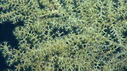 Image of armoured sea fan coral