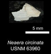 Image of Cuspidaria circinata (Jeffreys 1876)