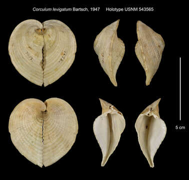 Image of Corculum monstrosum (Gmelin 1791)