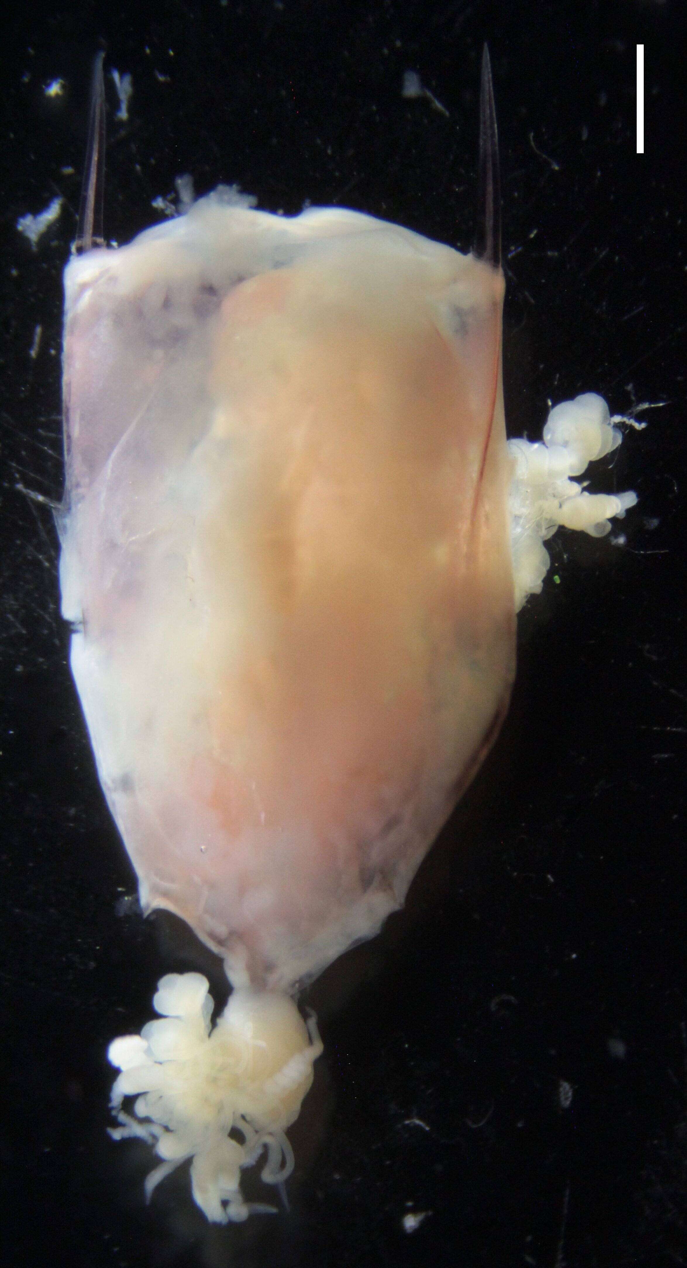 Image of Halistemma maculatum Pugh & Baxter 2014
