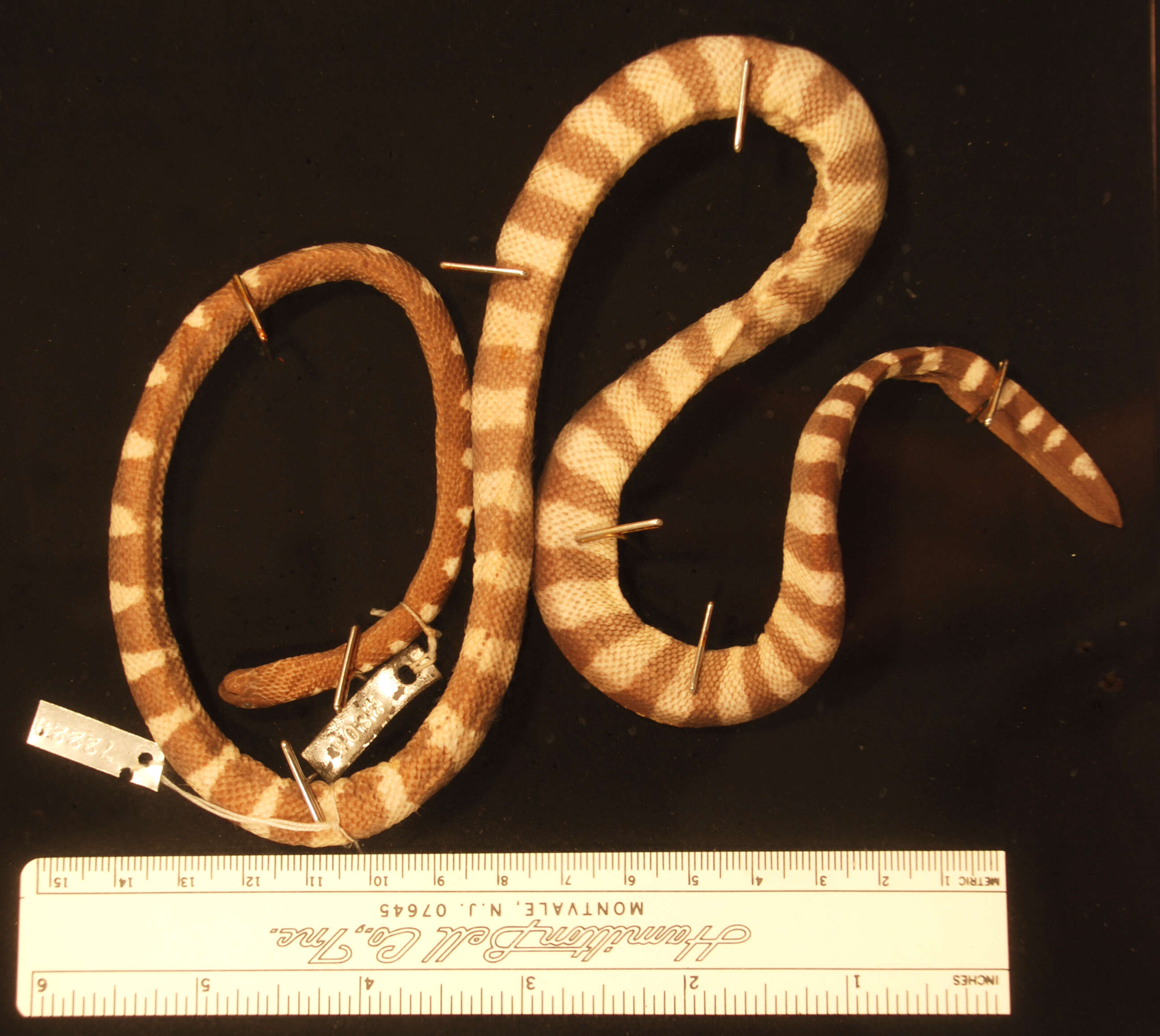 Image of Kloss' Sea Snake