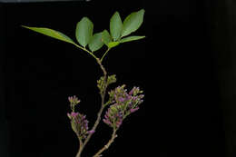Image of <i>Lonchocarpus isthmensis</i> M. Sousa