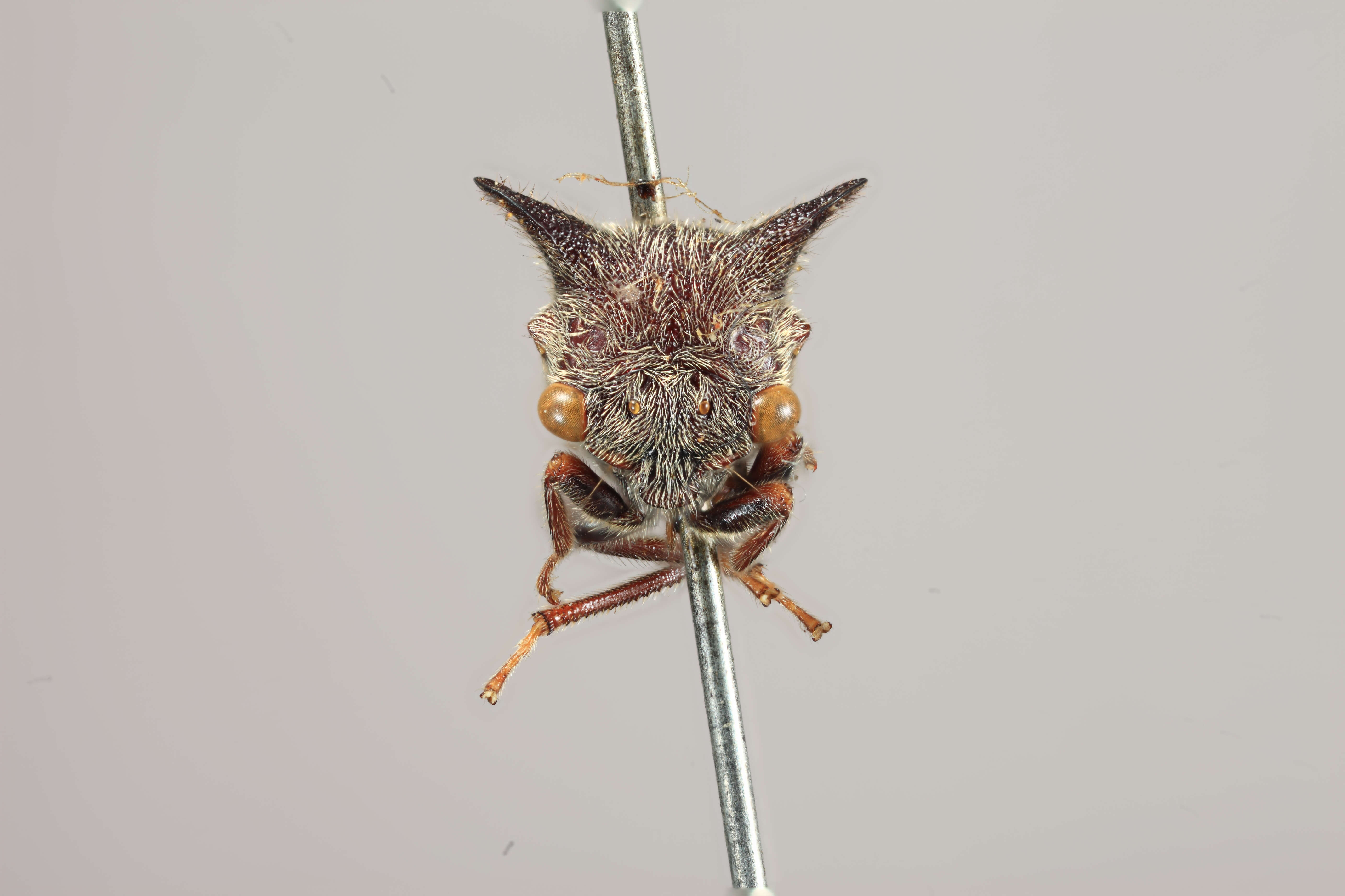 Image of Tricentrus pilinervosus Funkhouser