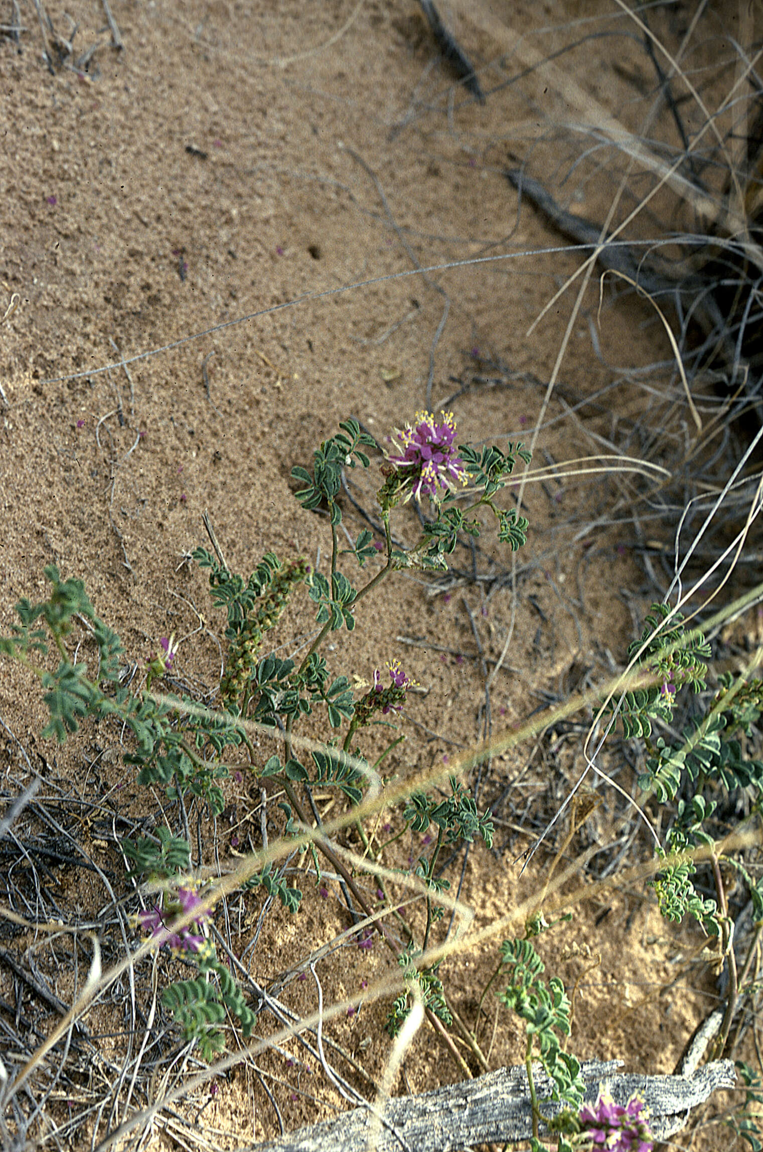 Dalea lanata var. terminalis (M. E. Jones) Barneby resmi