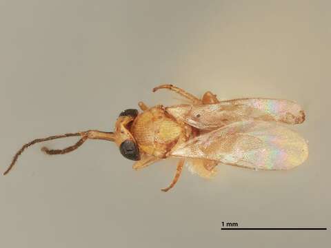 Image of Leptomastix nigrocoxalis Compere 1928