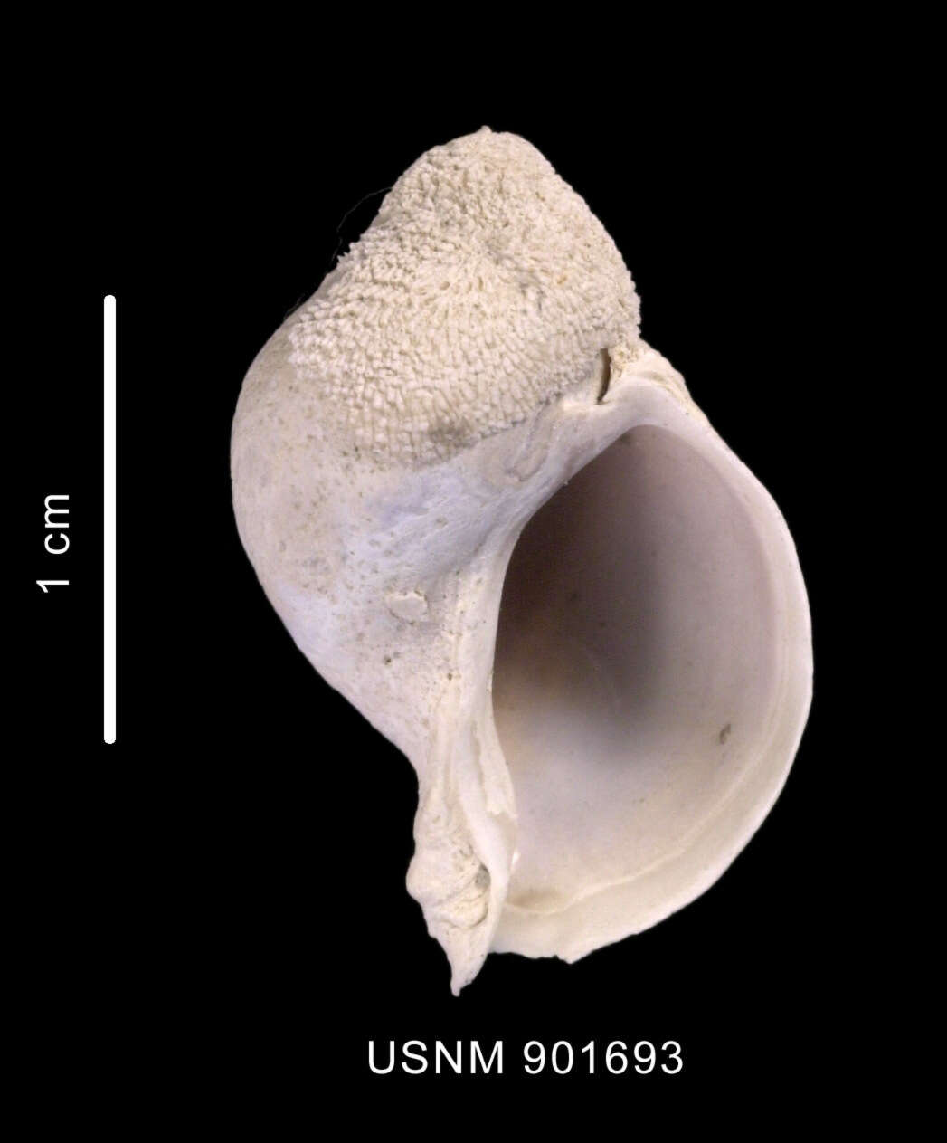 Image of Trophon nucelliformis P. G. Oliver & Picken 1984