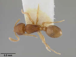 Image de <i>Rogeria leptonana</i>