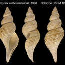 Image of Aforia crebristriata (Dall 1908)