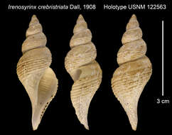 Image of Aforia crebristriata (Dall 1908)