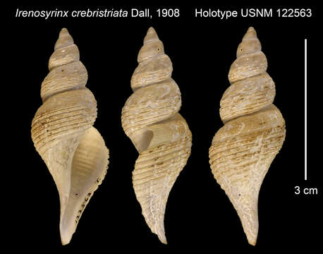 صورة Aforia crebristriata (Dall 1908)