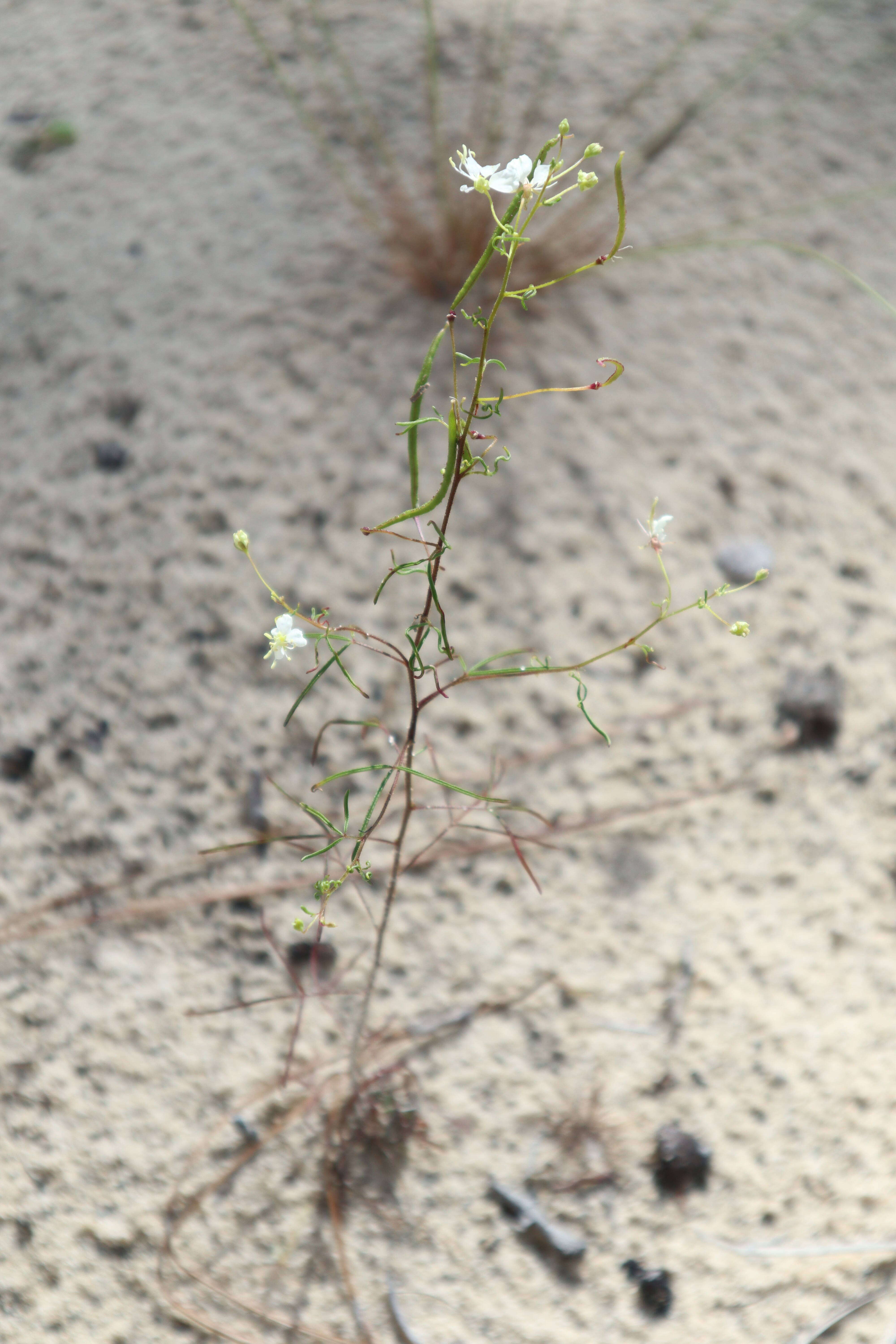 Image of slenderleaf clammyweed